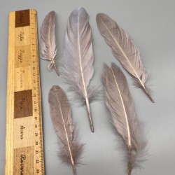 Перья натуральные розово-бежевые , 10 штук