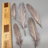 Перья натуральные розово-бежевые , 10 штук