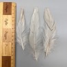Перья натуральные бежево-молочные, 10 штук