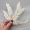 Перья натуральные бежево-молочные, 10 штук