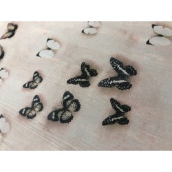 Шифон розовый с бабочками