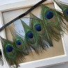 Перья павлина натуральные на атласной ленте