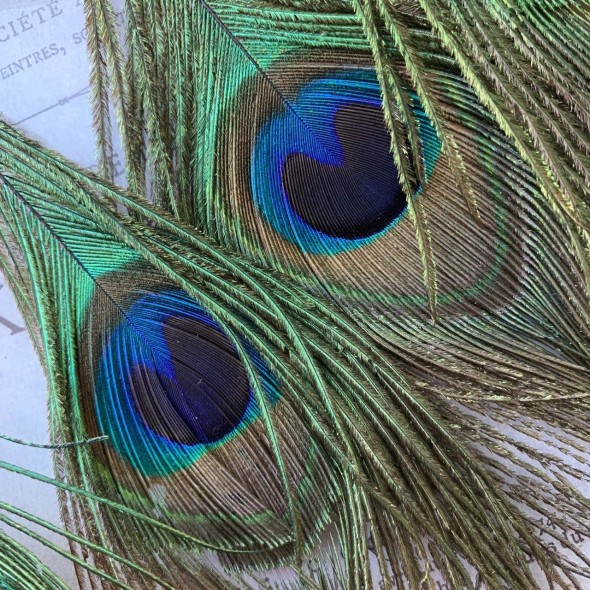 Перья павлина натуральные на атласной ленте